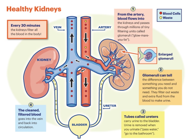 kidney function diagram