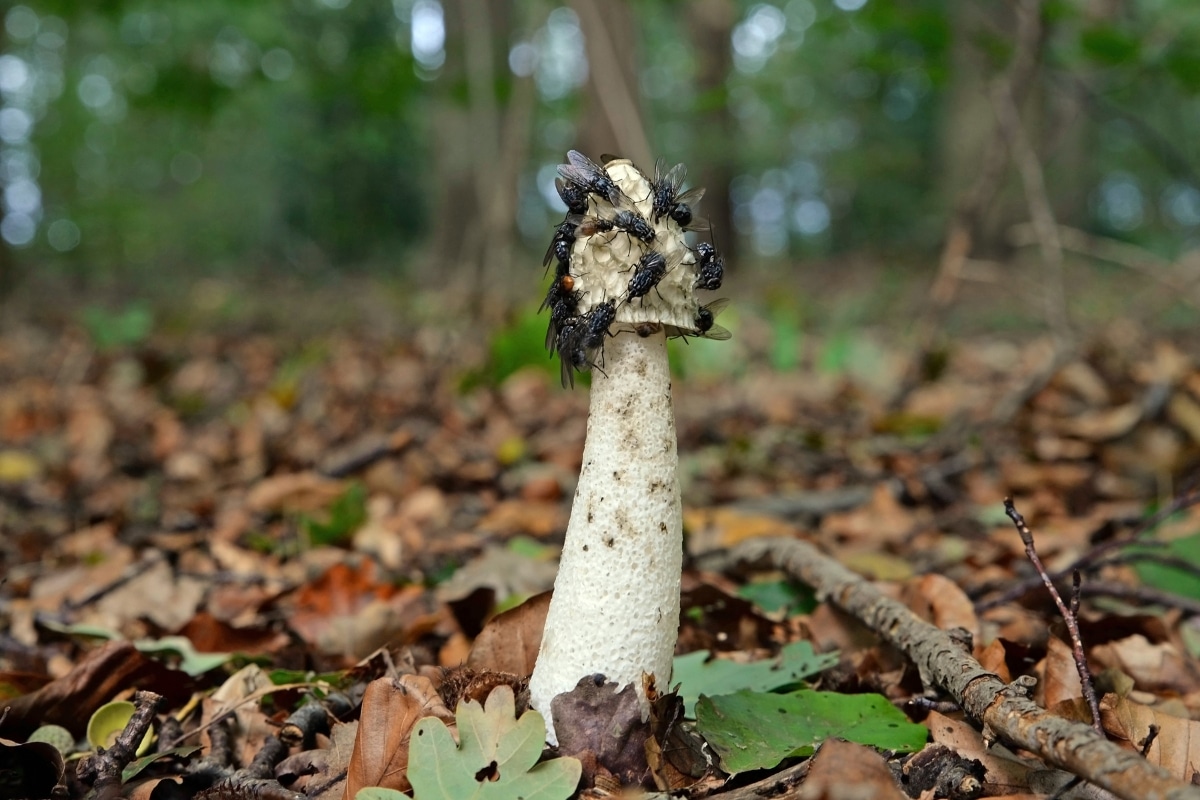 stinkhorn and flies