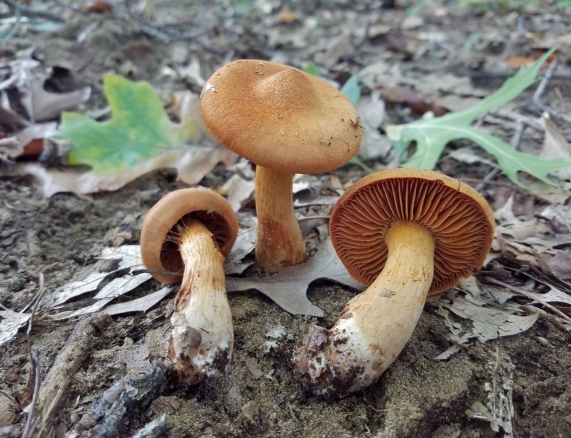 Cortinarius orellanosus