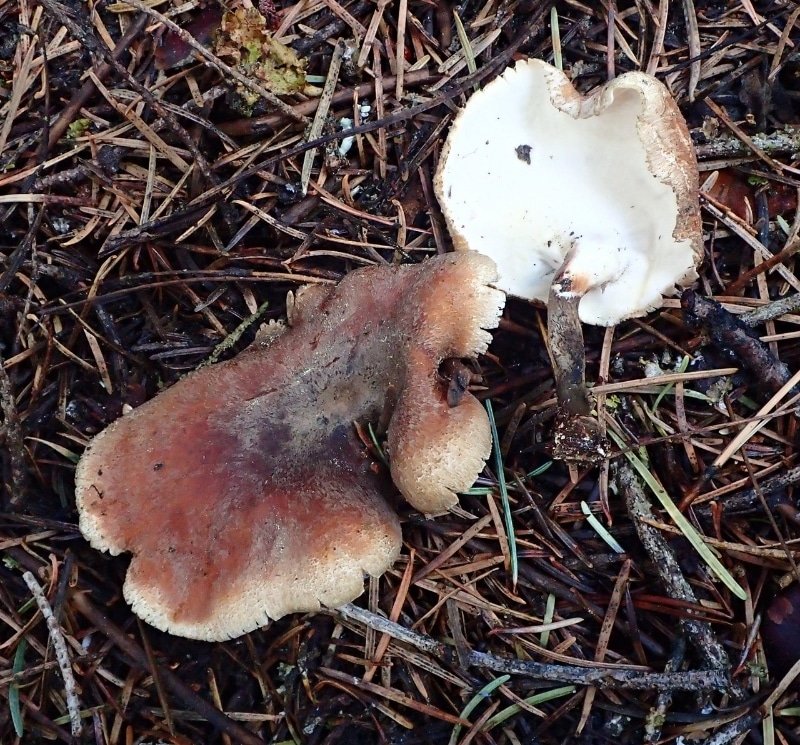 Picipes melanopus