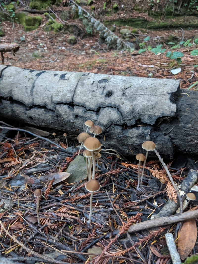 Psathyrella corrugis