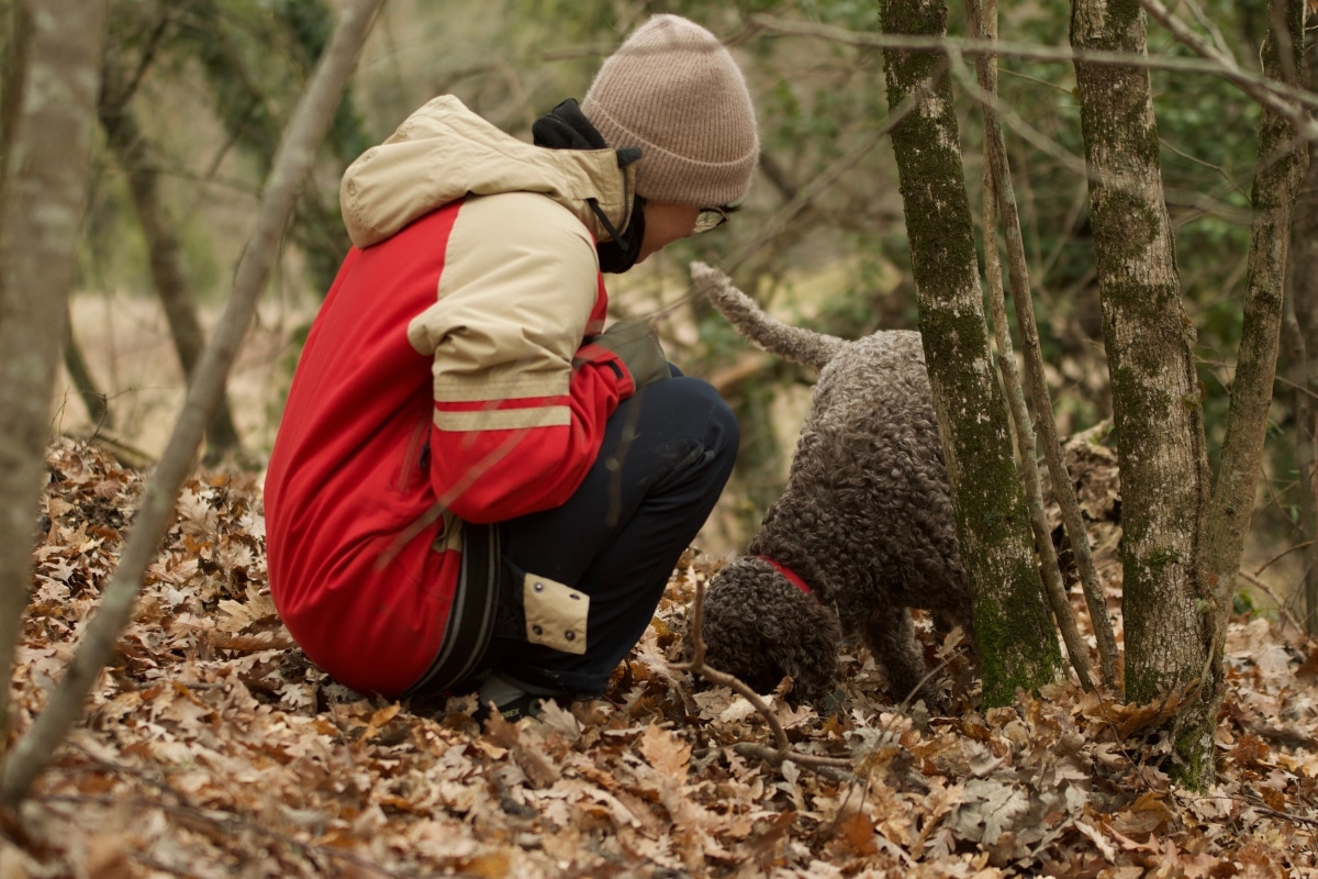 dog hunting truffles