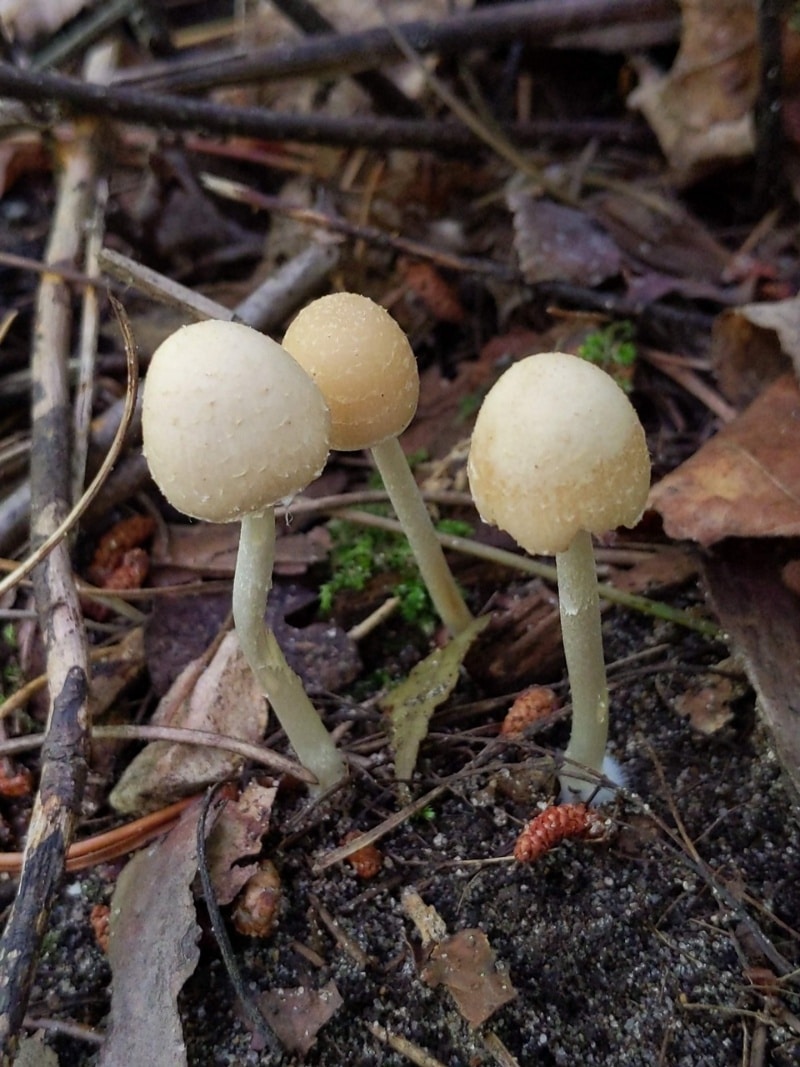 Psathyrella incerta