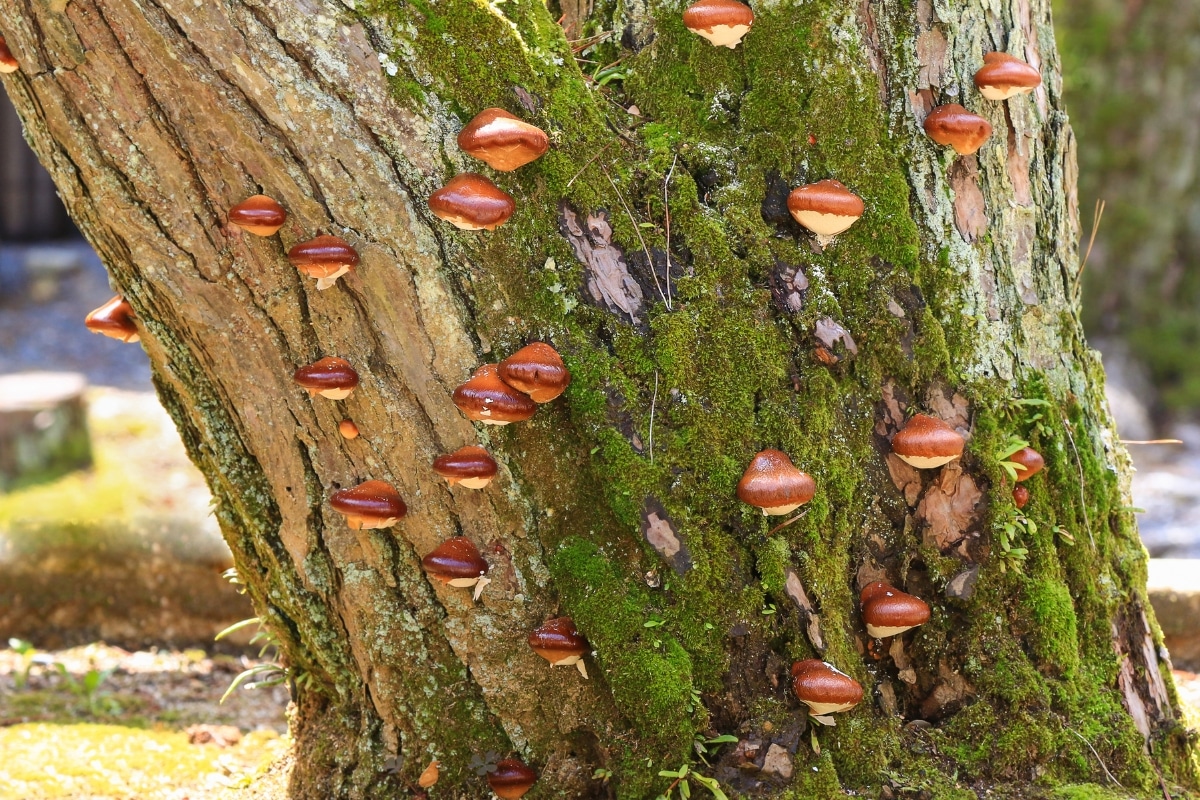 pouch fungus