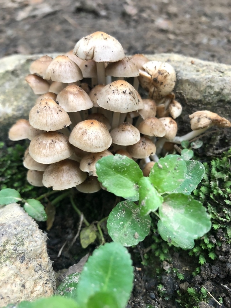 Britzelmayria multipedata