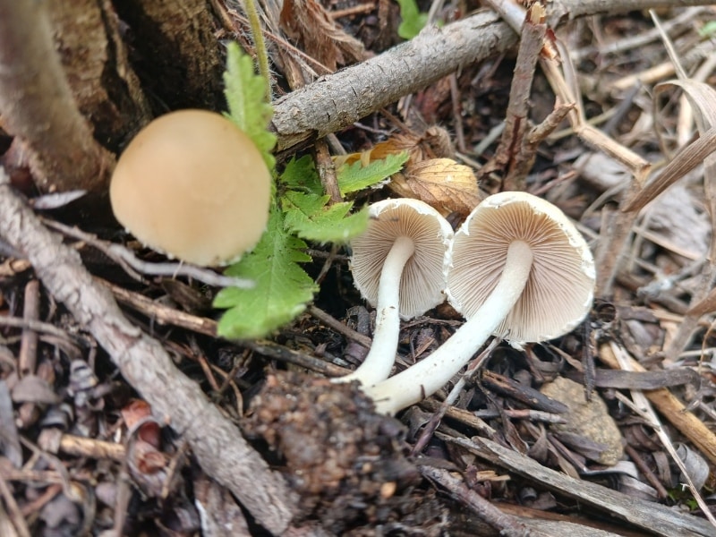 Candolleomyces candolleanus