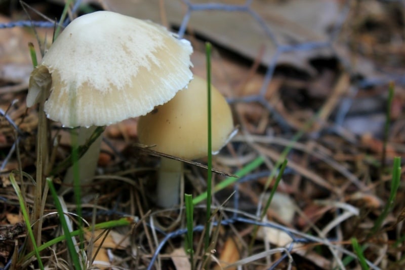 Candolleomyces candolleanus