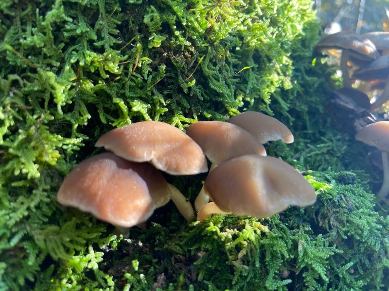 Psathyrella piluliformis