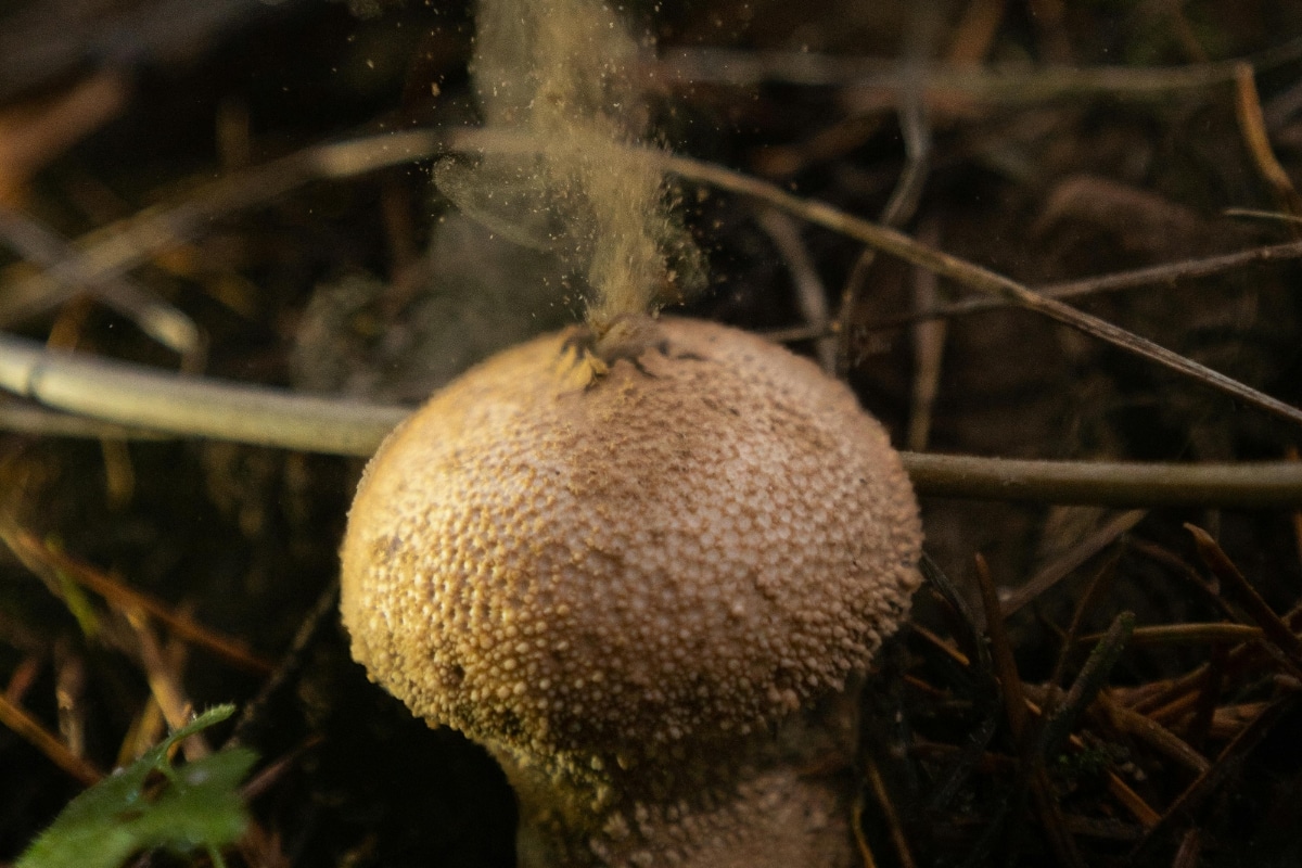 puffball spore dispersal