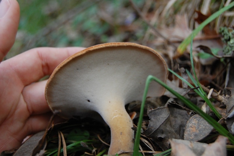 rooting polypore mushroom