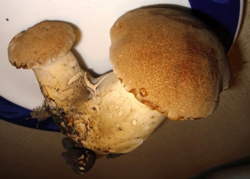 polyporus radicatus
