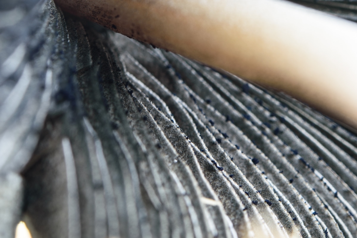 spores on gills