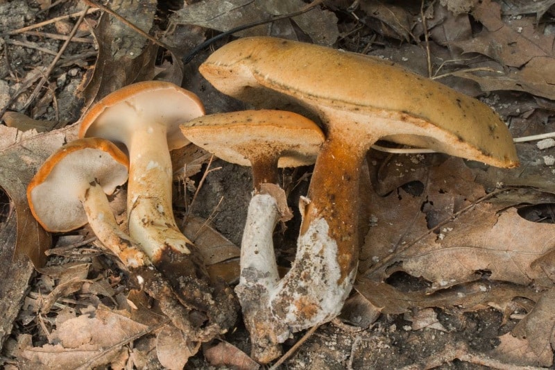 rooting polypore