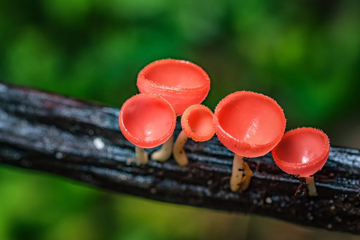 scarlet elf cup mushrooms
