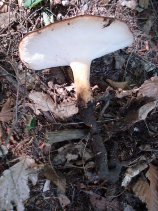 polyporus radicatus