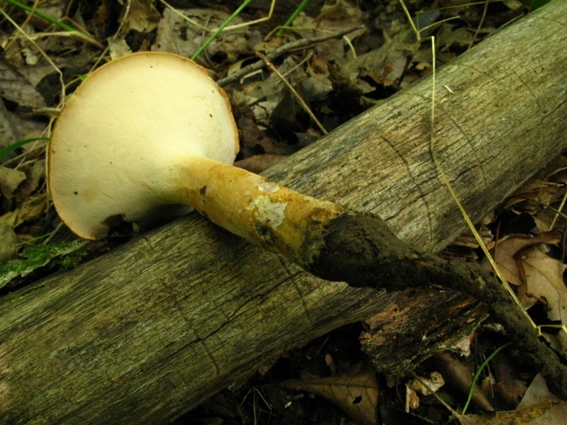 rooting polypore fungi