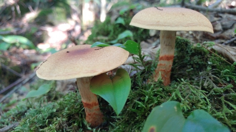 Cortinarius armillatus