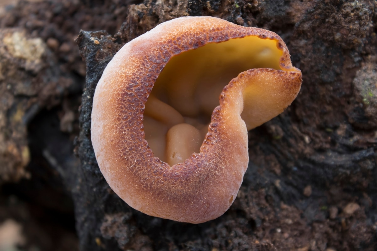 brown cup fungus