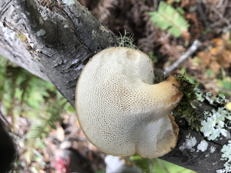 Polyporus tuberaster
