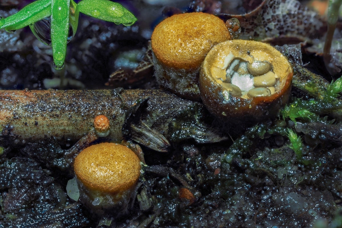 birds nest fungi