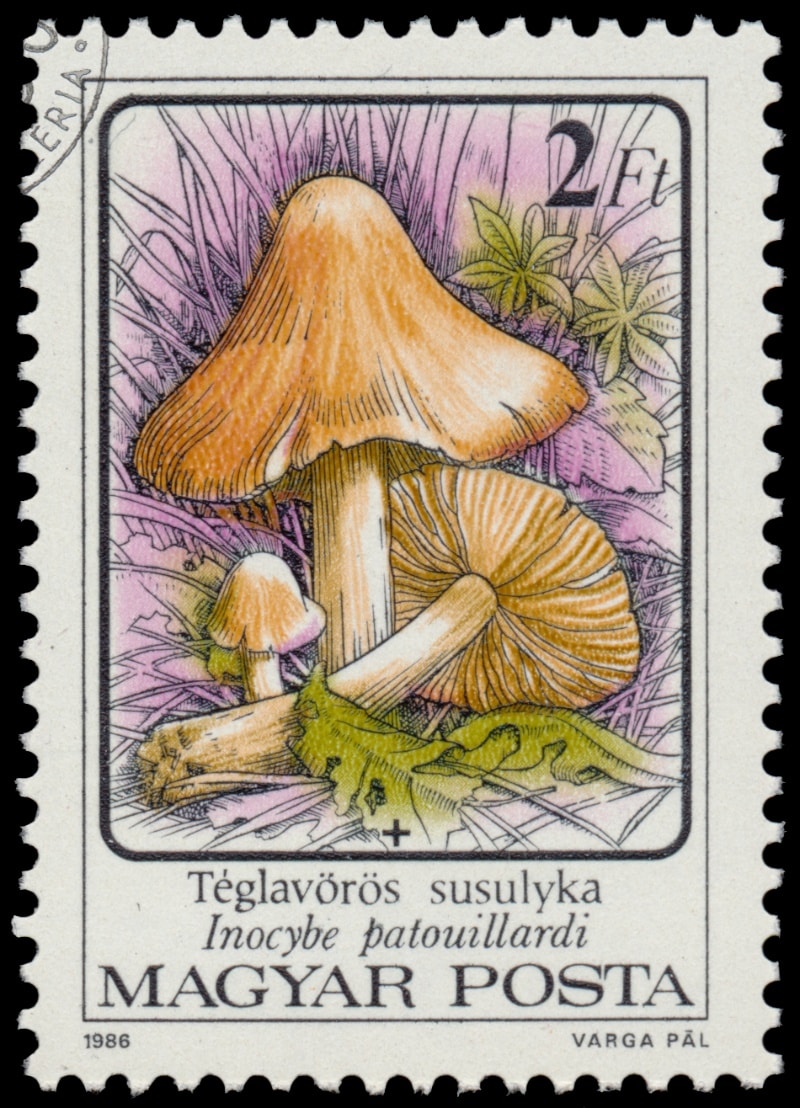 Inocybe erubescens stamp