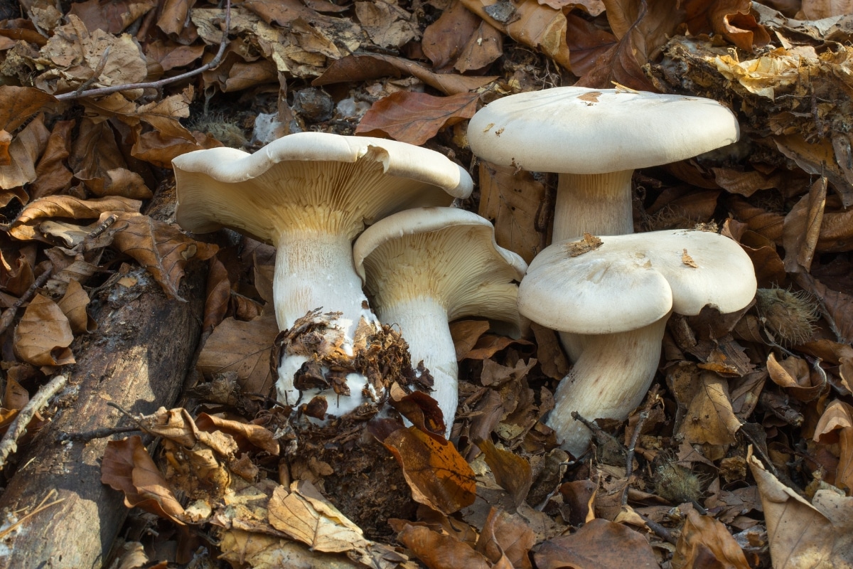 clitocybe with muscarine