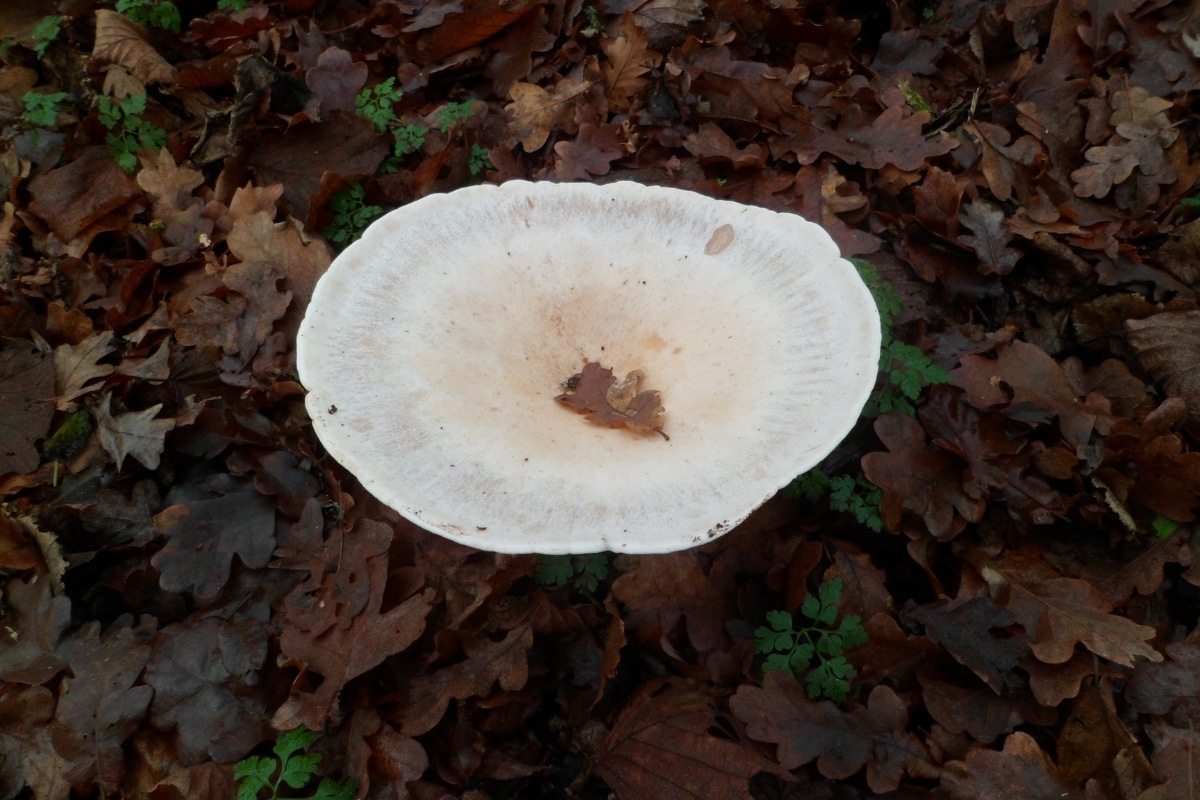 Clitocybe species