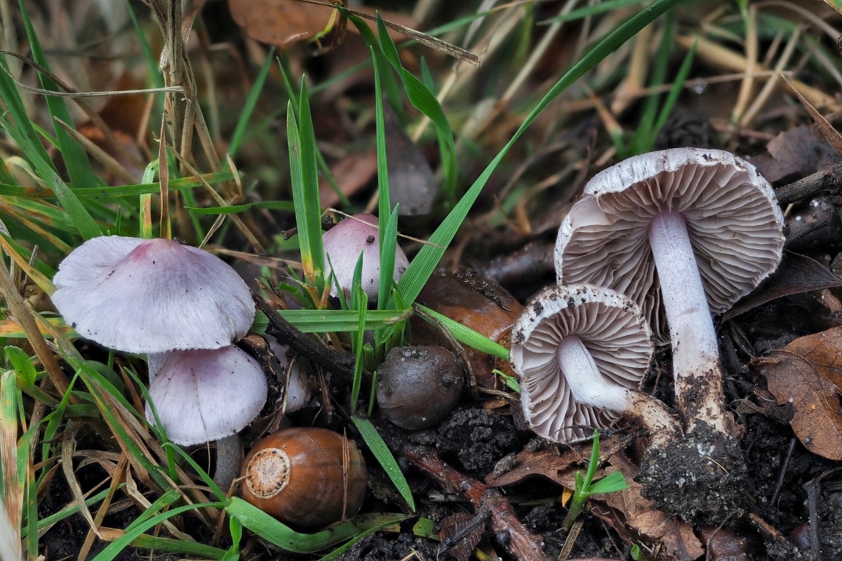 Inocybe