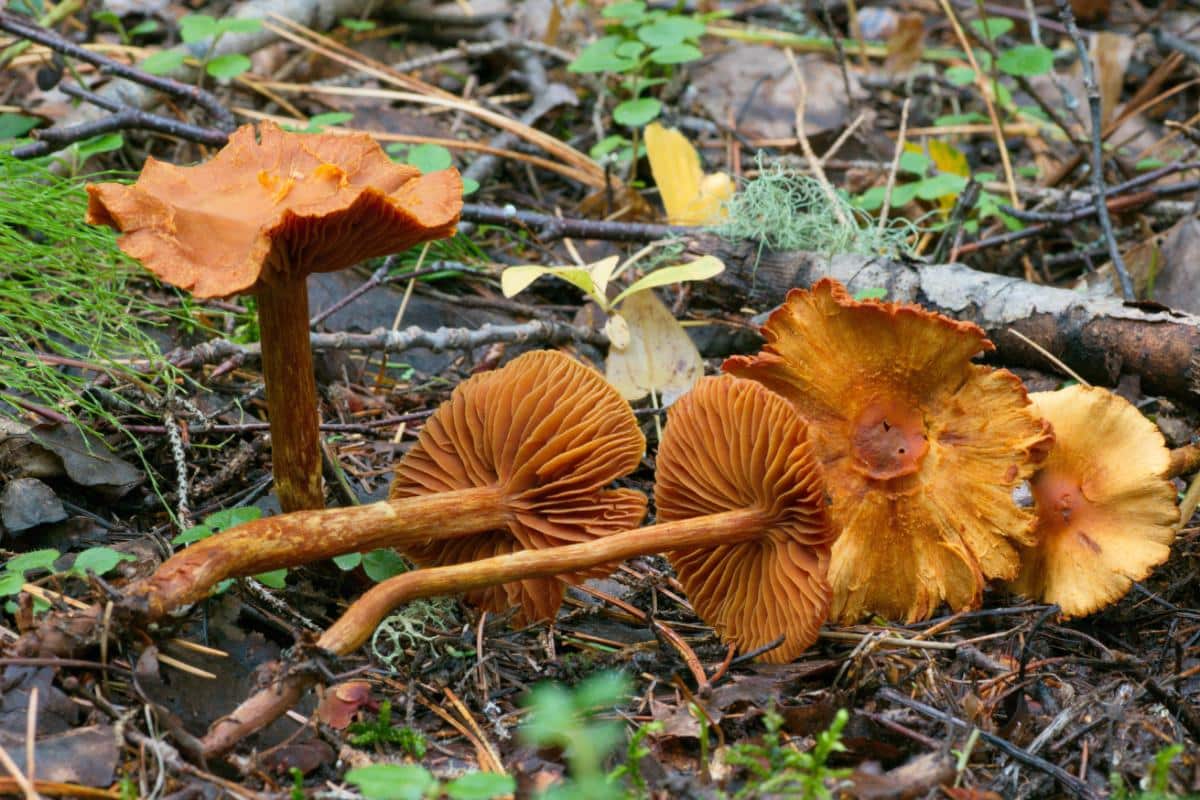 cortinarius mushroom