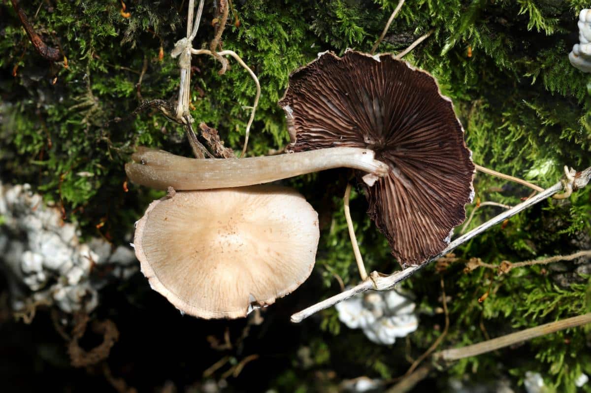 Candolleomyces candolleanus
