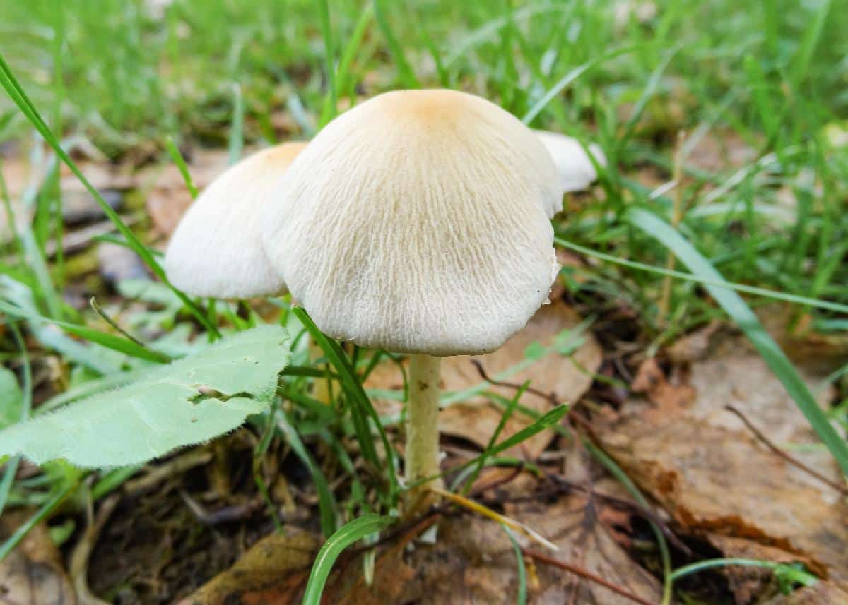 pale brittlestem mushroom