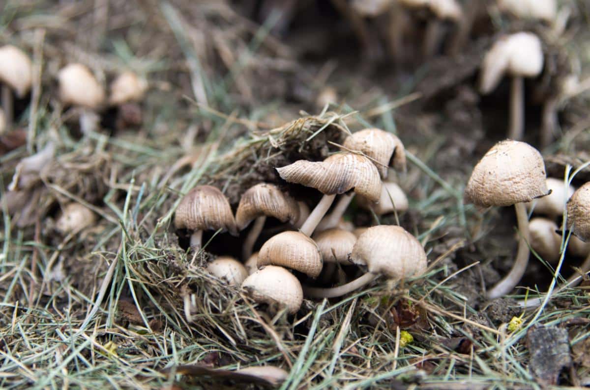 Candolleomyces candolleanus