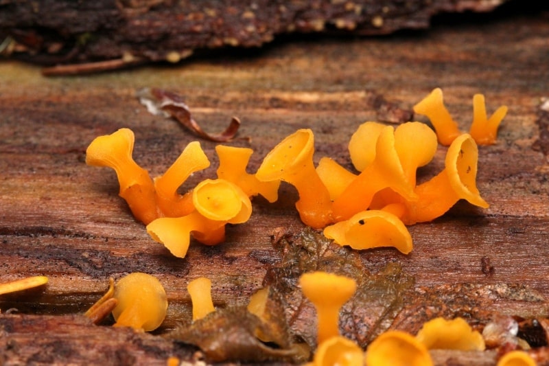 Guepiniopsis buccina