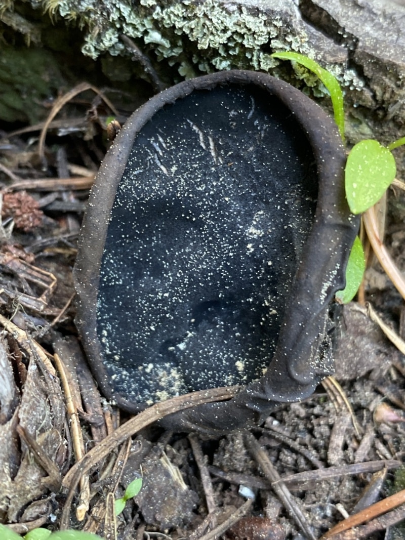 Urnula padeniana