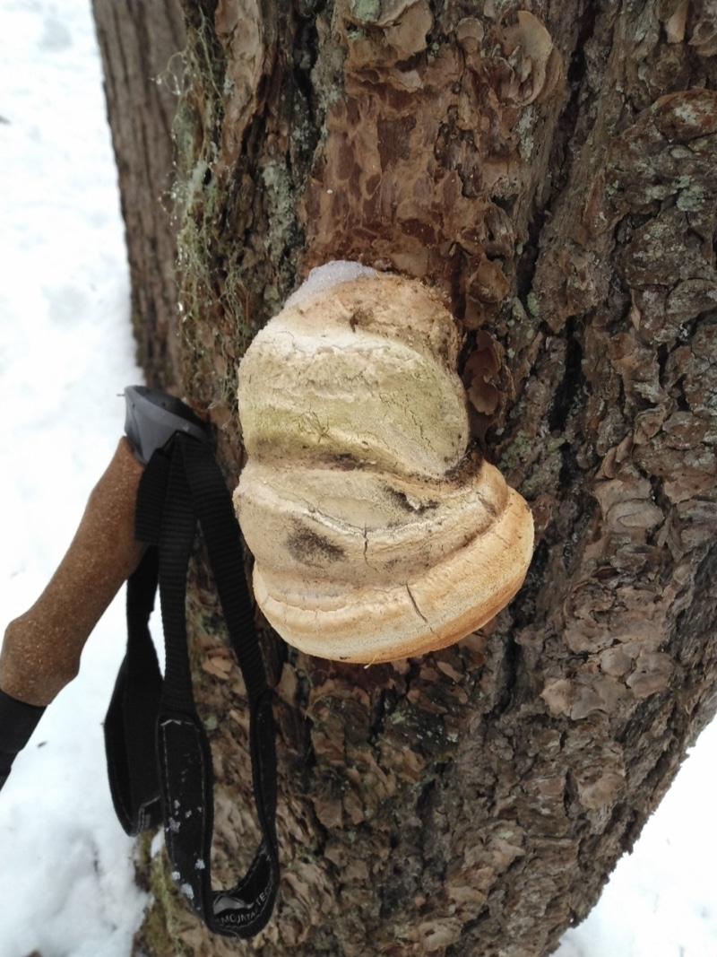 agarikon fungus