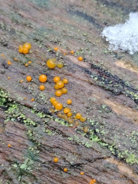 Dacrymyces stillatus