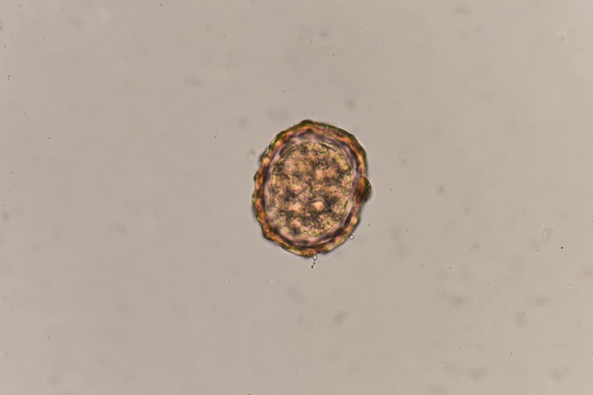 nematode egg