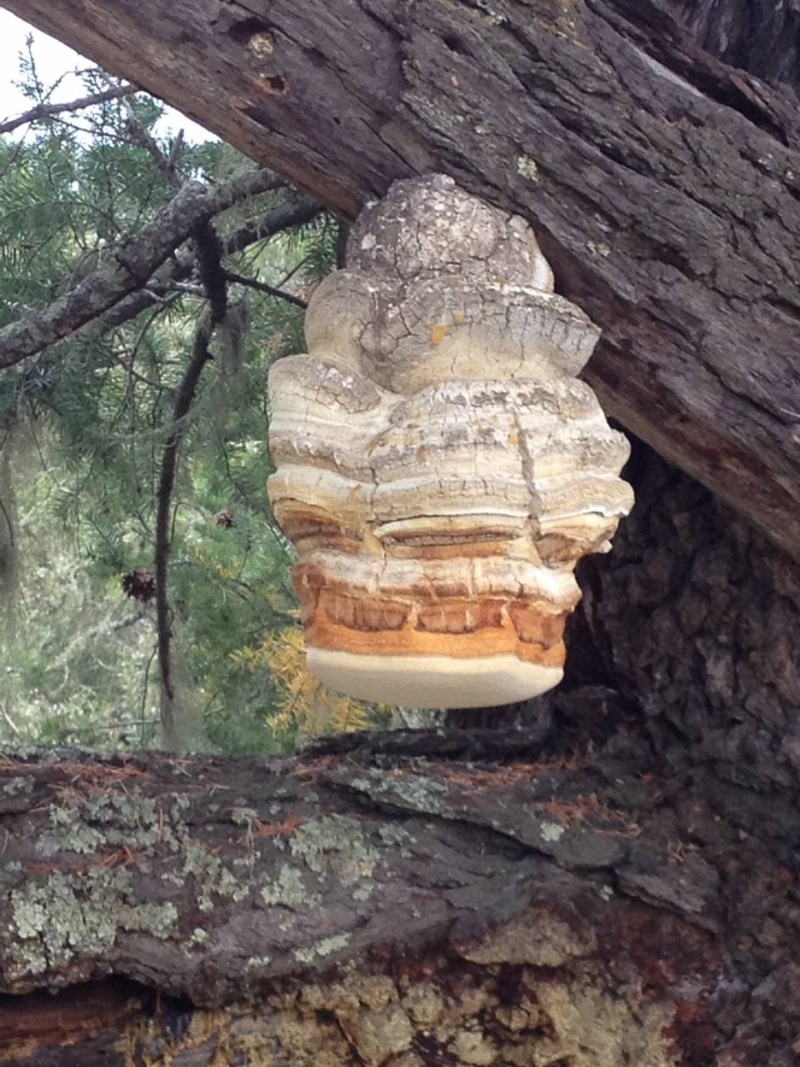 Beautiful Laricifomes officinalis, formerlyFomitopsis officinalis