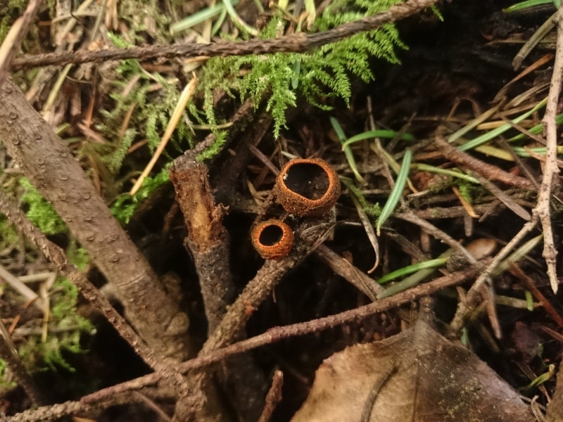 Plectania melastoma
