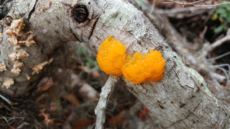 Naematelia aurantia