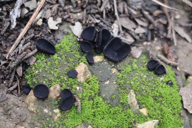 Pseudoplectania nigrella