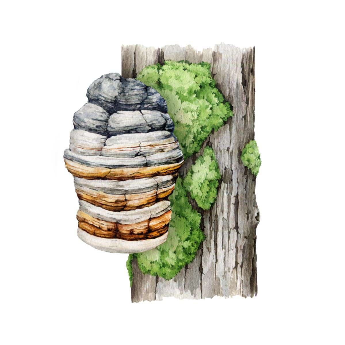 agarikon watercolor illustration