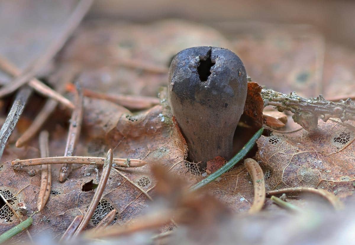 Urnula craterium