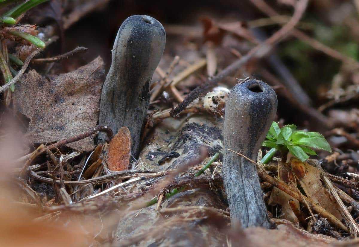 Urnula craterium