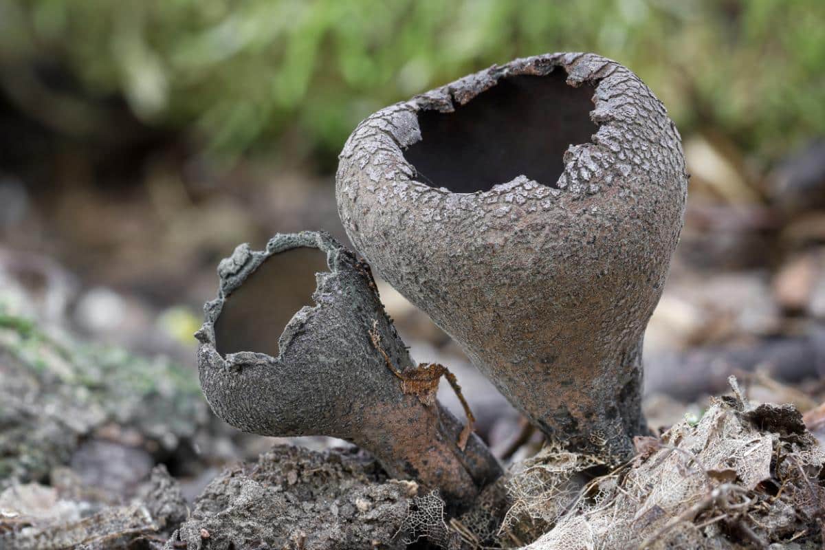 devil's urn fungus