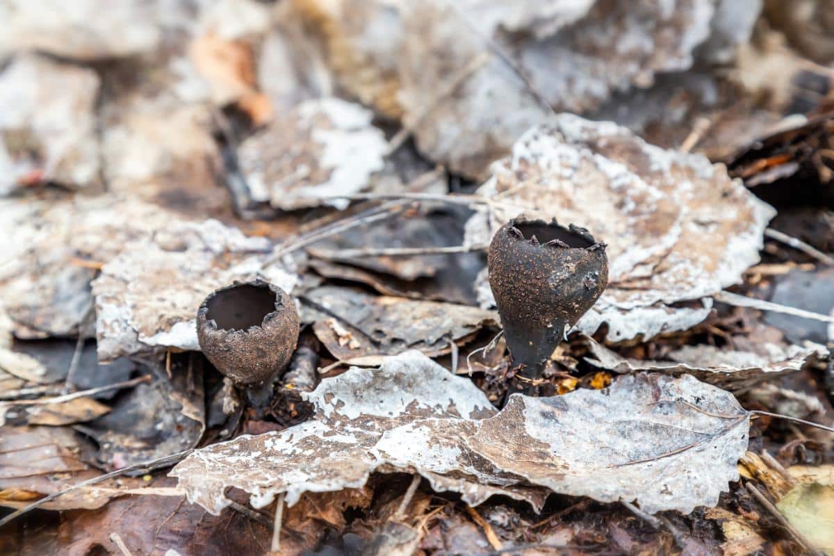 Urnula craterium