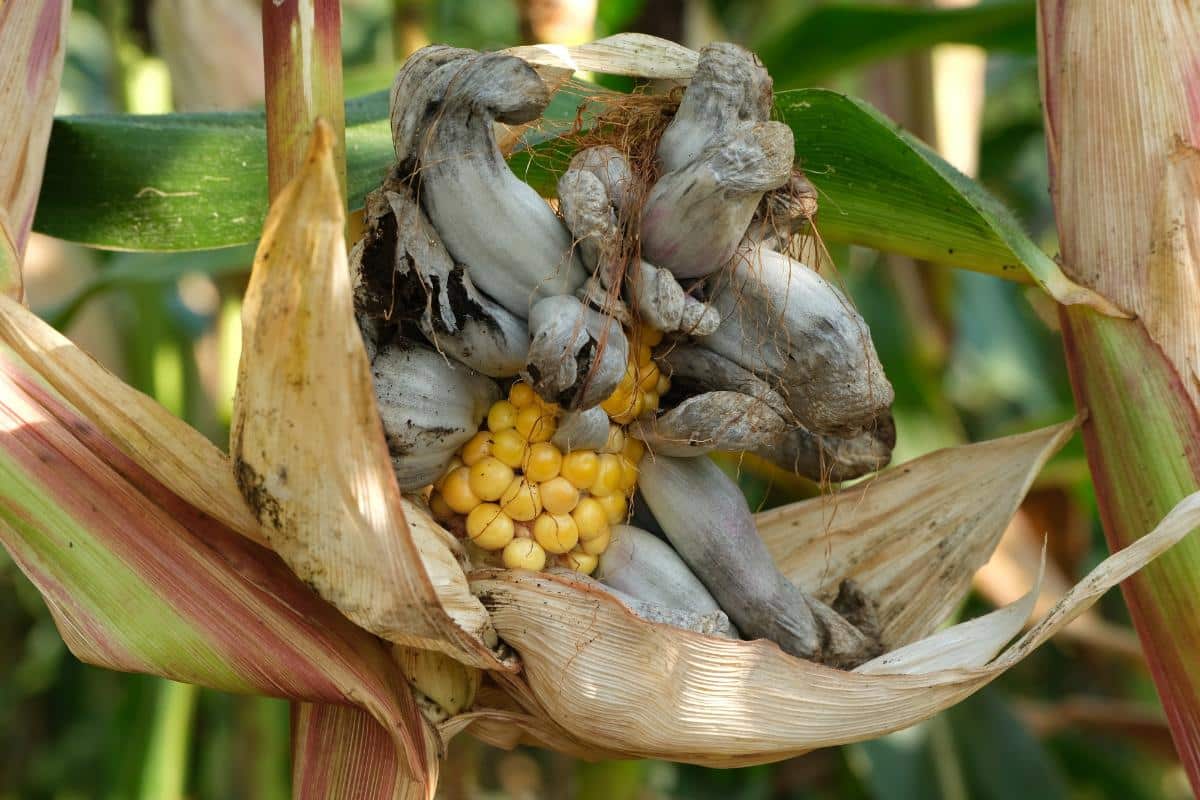 Mycosarcoma maydis, corn smut