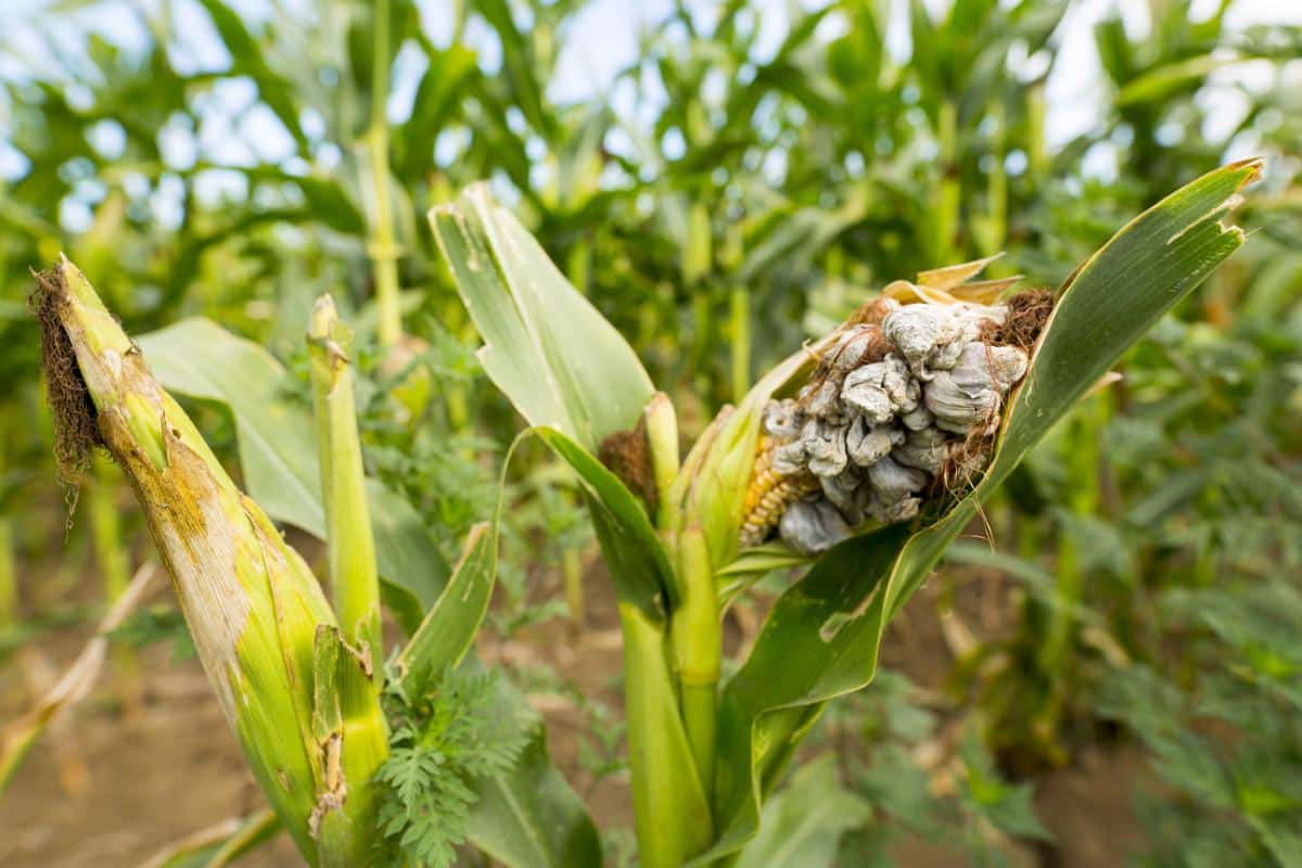 Huitlacoche, corn smut