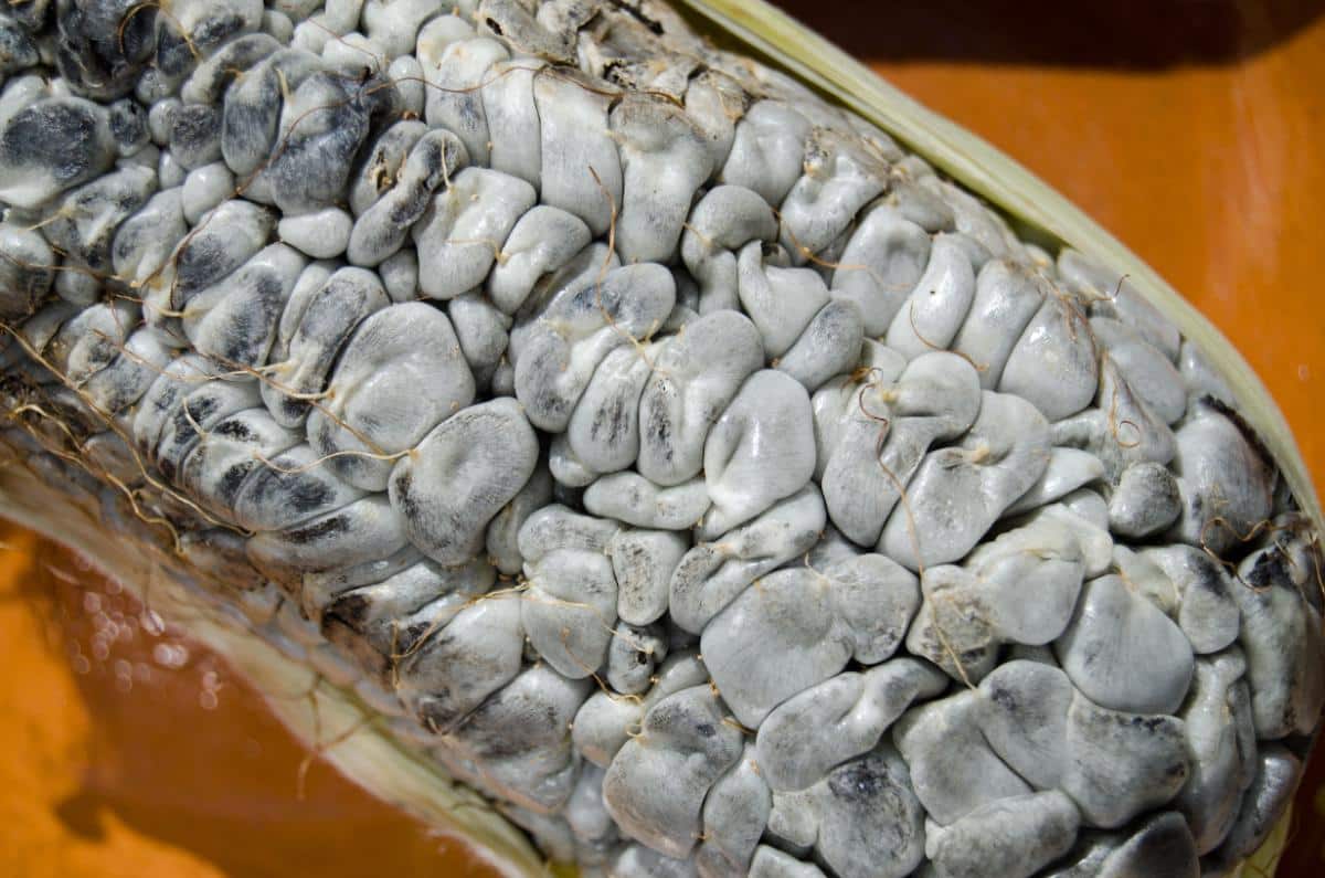 huitlacoche