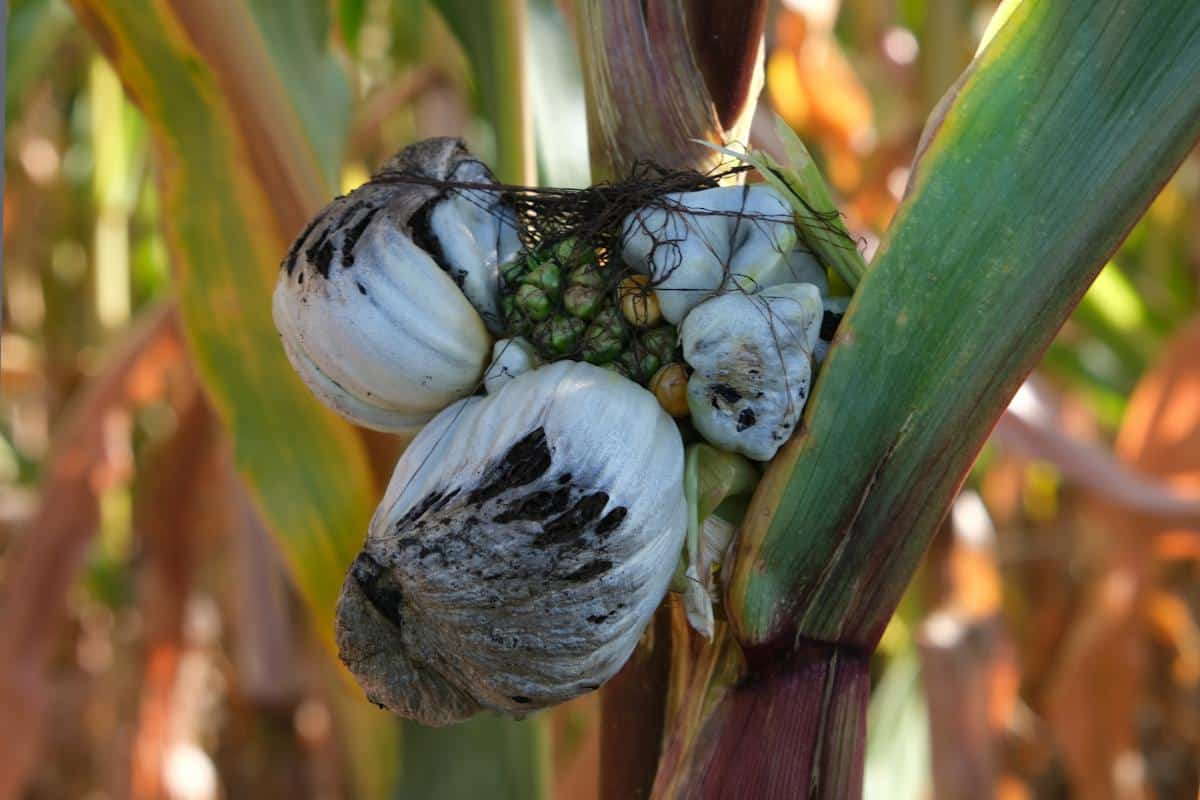 Mycosarcoma maydis